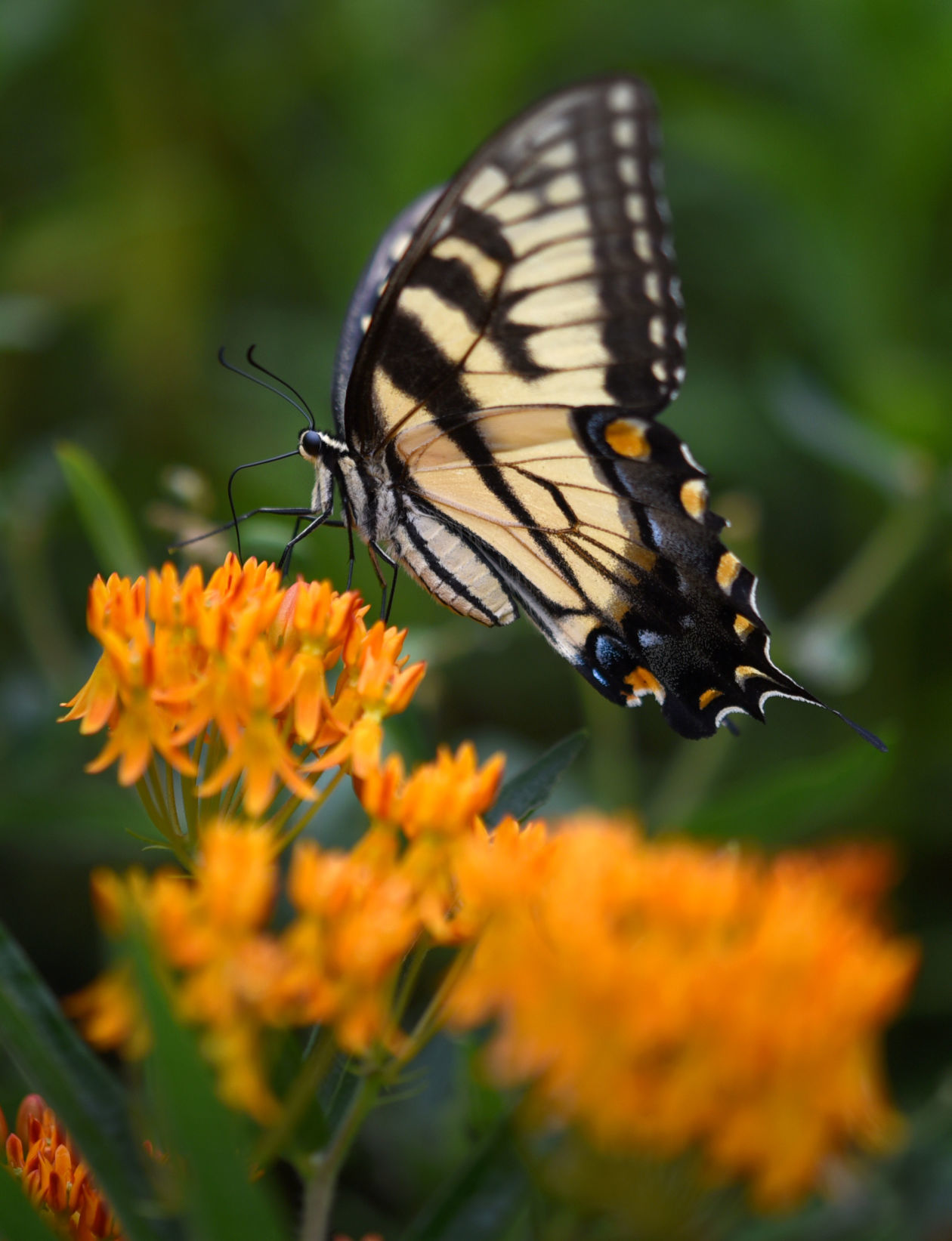 Pollinators